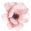 rose-petal.jpg - 4.12 kB